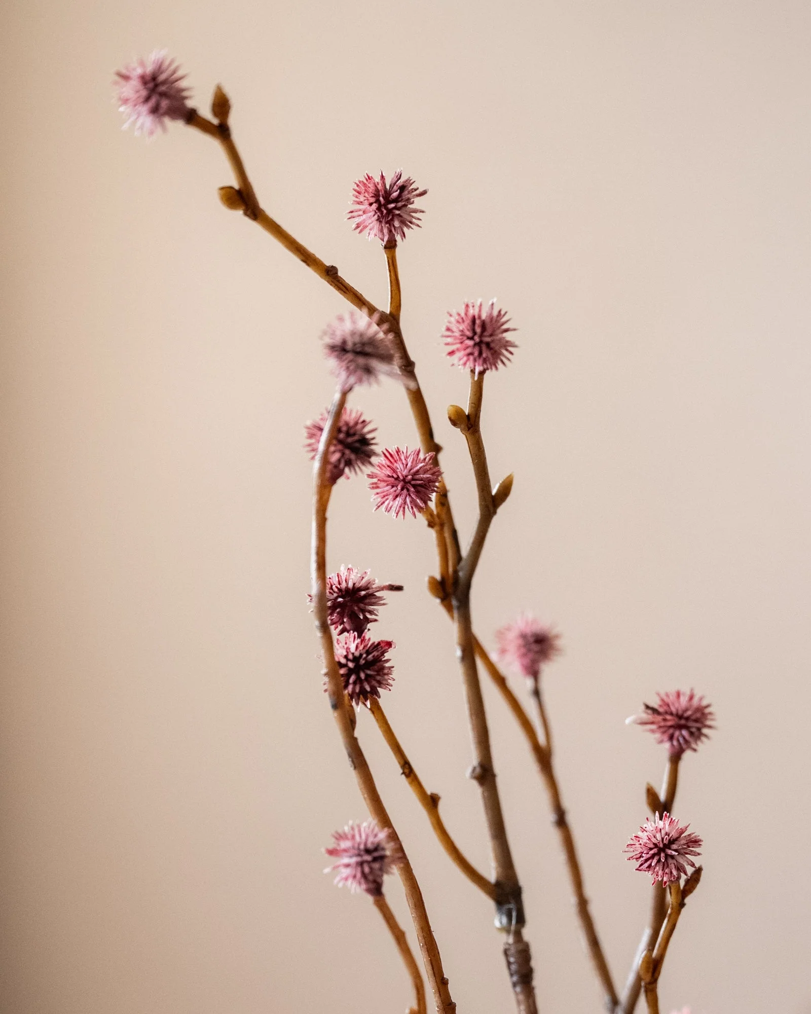 Miniatuur 5